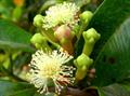 Syzygium aromaticum
